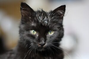 Keep your cat cool